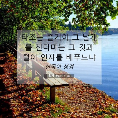 Picture 07 - 욥기 39:13 KOR - 타조는 즐거이 그 날개를 친다마는 - Bible Verse Picture