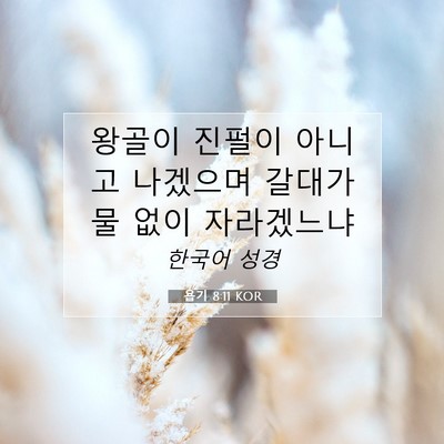 Picture 07 - 욥기 8:11 KOR - 왕골이 진펄이 아니고 나겠으며 - Bible Verse Picture