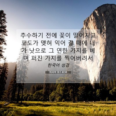 Picture 07 - 이사야 18:5 KOR - 추수하기 전에 꽃이 떨어지고 포도가 - Bible Verse Picture
