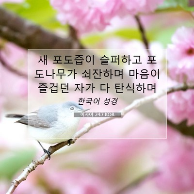 Picture 07 - 이사야 24:7 KOR - 새 포도즙이 슬퍼하고 포도나무가 - Bible Verse Picture