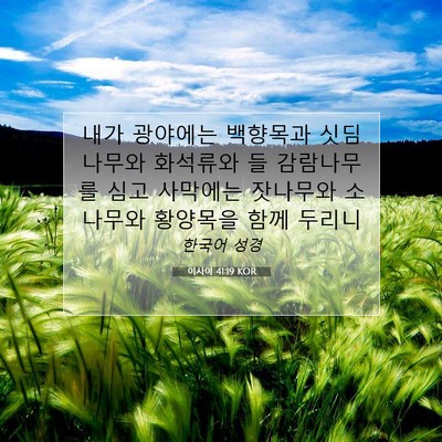 Picture 07 - 이사야 41:19 KOR - 내가 광야에는 백향목과 싯딤나무와 - Bible Verse Picture