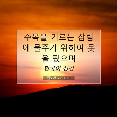 Picture 07 - 전도서 2:6 KOR - 수목을 기르는 삼림에 물주기 위하여 - Bible Verse Picture