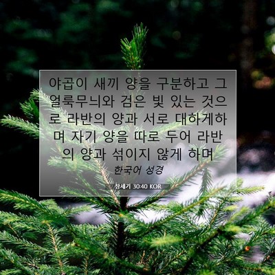 Picture 07 - 창세기 30:40 KOR - 야곱이 새끼 양을 구분하고 그 - Bible Verse Picture