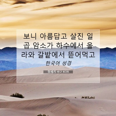 Picture 07 - 창세기 41:2 KOR - 보니 아름답고 살진 일곱 암소가 - Bible Verse Picture