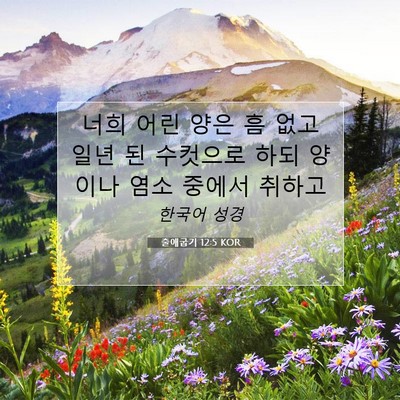 Picture 07 - 출애굽기 12:5 KOR - 너희 어린 양은 흠 없고 일년 된 - Bible Verse Picture