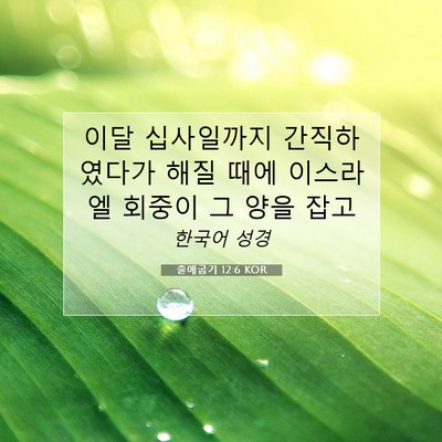 Picture 07 - 출애굽기 12:6 KOR - 이달 십사일까지 간직하였다가 해질 - Bible Verse Picture
