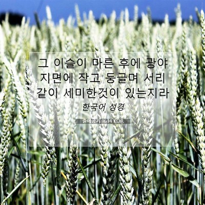 Picture 07 - 출애굽기 16:14 KOR - 그 이슬이 마른 후에 광야 지면에 - Bible Verse Picture