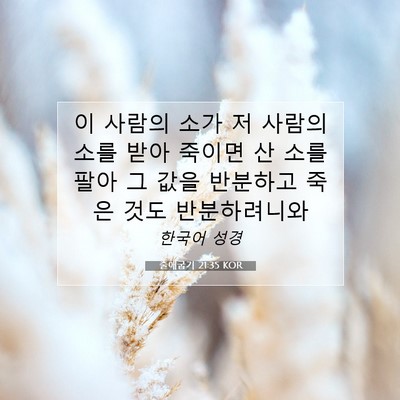 Picture 07 - 출애굽기 21:35 KOR - 이 사람의 소가 저 사람의 소를 받아 - Bible Verse Picture