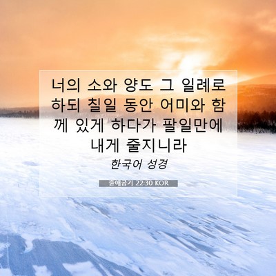Picture 07 - 출애굽기 22:30 KOR - 너의 소와 양도 그 일례로 하되 칠일 - Bible Verse Picture