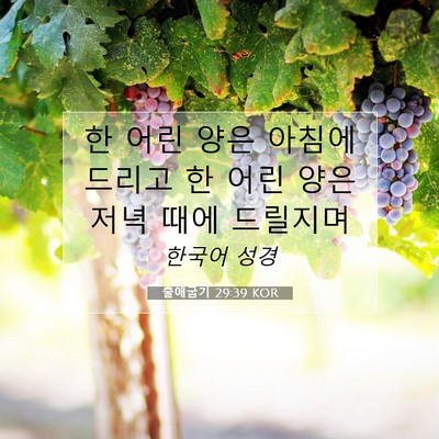 Picture 07 - 출애굽기 29:39 KOR - 한 어린 양은 아침에 드리고 한 어린 - Bible Verse Picture