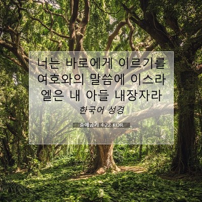 Picture 07 - 출애굽기 4:22 KOR - 너는 바로에게 이르기를 여호와의 - Bible Verse Picture
