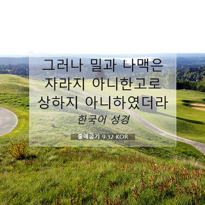 Picture 07 - 출애굽기 9:32 KOR - 그러나 밀과 나맥은 자라지 - Bible Verse Picture