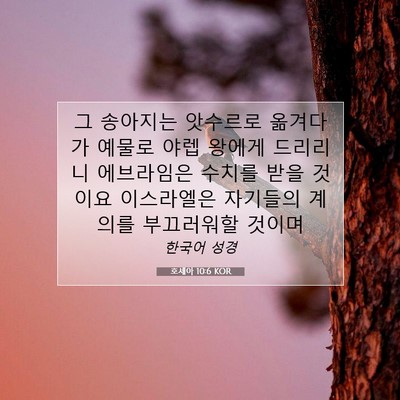 Picture 07 - 호세아 10:6 KOR - 그 송아지는 앗수르로 옮겨다가 - Bible Verse Picture