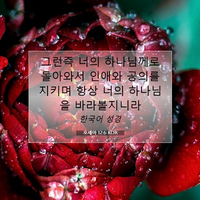 Picture 07 - 호세아 12:6 KOR - 그런즉 너의 하나님께로 돌아와서 - Bible Verse Picture