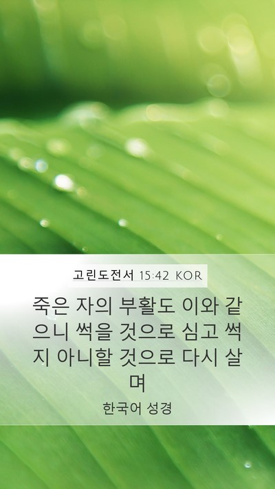 고린도전서 15:42 KOR Bible Verse Image