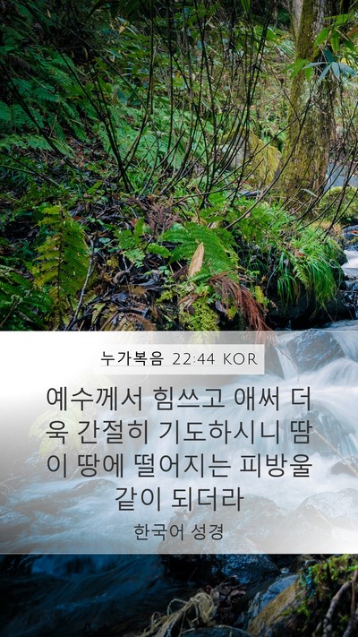 누가복음 22:44 KOR Bible Verse Image