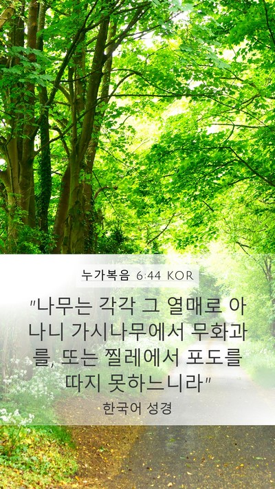 누가복음 6:44 KOR Bible Verse Image