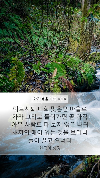 마가복음 11:2 KOR Bible Verse Image