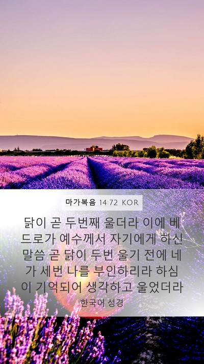 마가복음 14:72 KOR Bible Verse Image