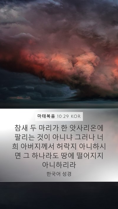 마태복음 10:29 KOR Bible Verse Image