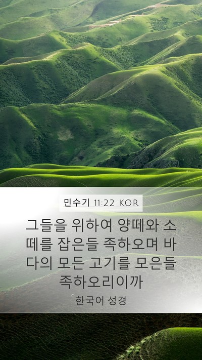 민수기 11:22 KOR Mobile Phone Wallpaper - 그들을 위하여 양떼와 소떼를 잡은들 - Mobile Bible Verse Wallpaper
