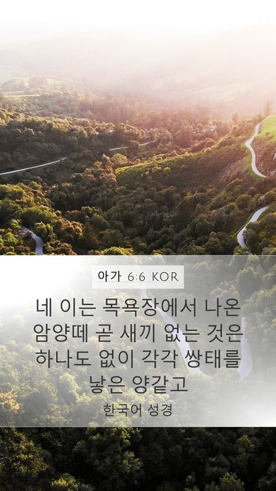 아가 6:6 KOR Bible Verse Image