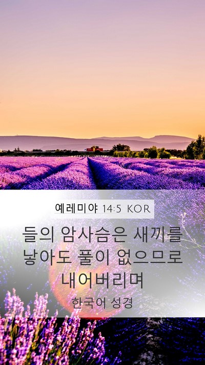 예레미야 14:5 KOR Bible Verse Image