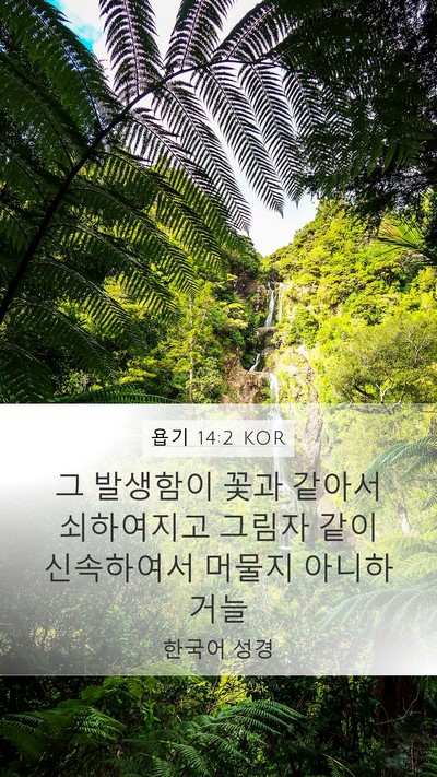 욥기 14:2 KOR Bible Verse Image