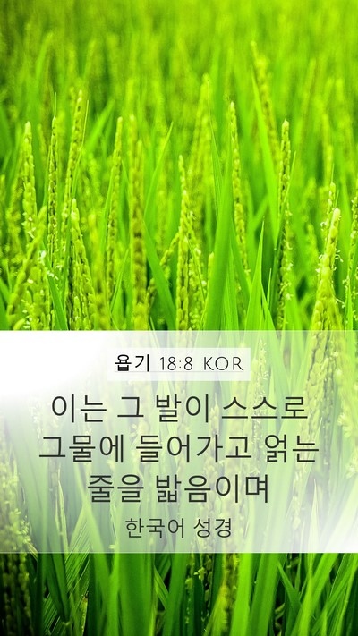 욥기 18:8 KOR Bible Verse Image