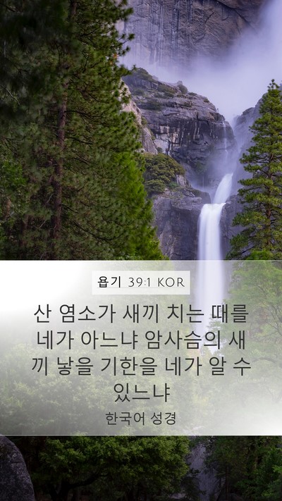 욥기 39:1 KOR Bible Verse Image