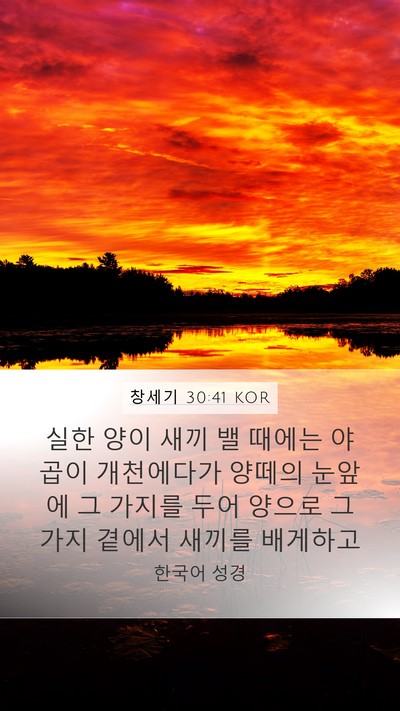 창세기 30:41 KOR Mobile Phone Wallpaper - 실한 양이 새끼 밸 때에는 야곱이 - Mobile Bible Verse Wallpaper