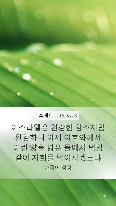 호세아 4:16 KOR Bible Verse Image